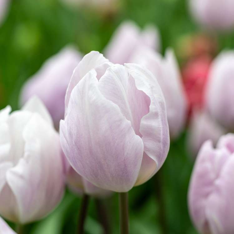 Tulpan 'Silver Cloud'